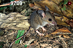 Peromyscus-leucopus